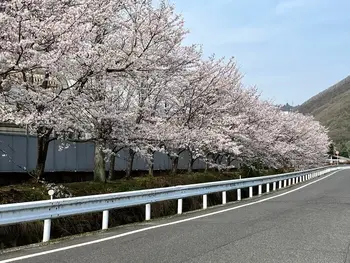 こども発達LABO.Proリハ　牟佐/桜の季節