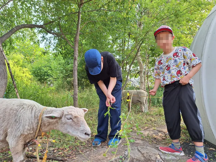 もりぴた/羊と過ごす日々🐑