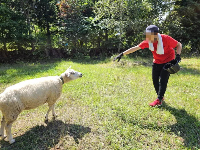 もりぴた/羊と過ごす日々🐑 ③