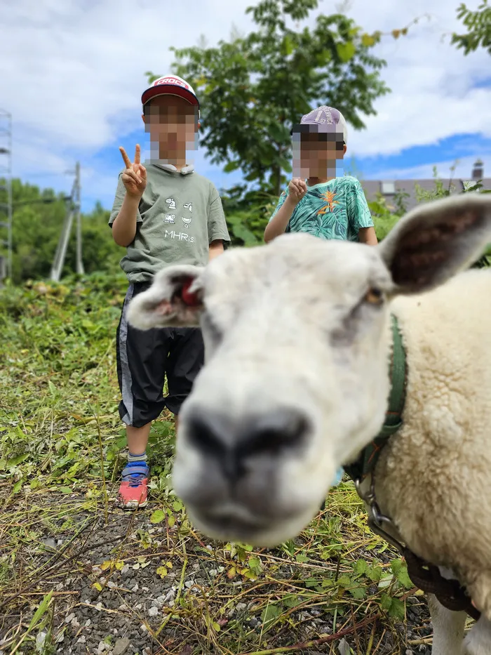 もりぴた/羊と過ごす日々🐑 ②