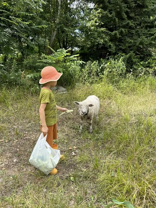 もりぴた/羊と過ごす日々🐑 ⑤