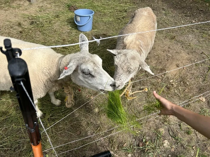 もりぴた/羊がいる生活🐑