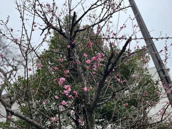 LITALICOジュニア茅ヶ崎教室/茅ヶ崎にきれいな梅の花が咲いていました🎉