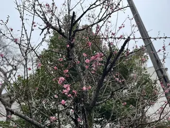 LITALICOジュニア茅ヶ崎教室/茅ヶ崎にきれいな梅の花が咲いていました🎉