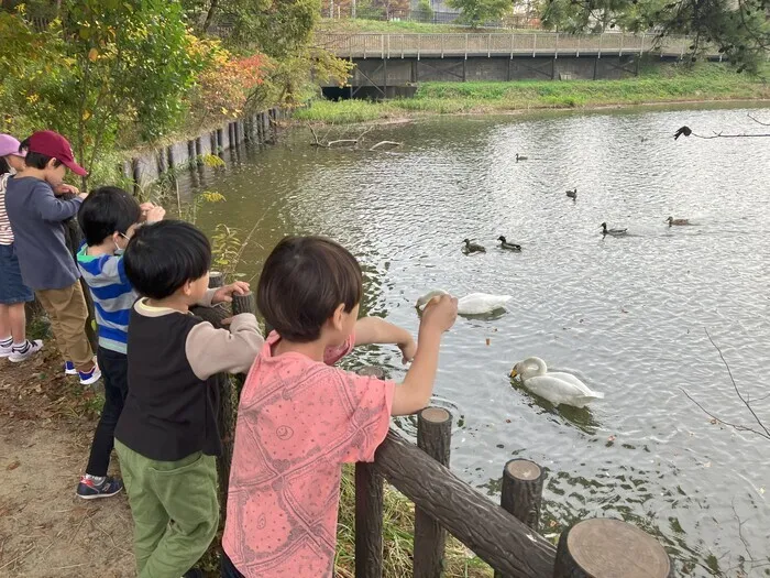 ぴっぴ新田/ようこそ白鳥さん🦢