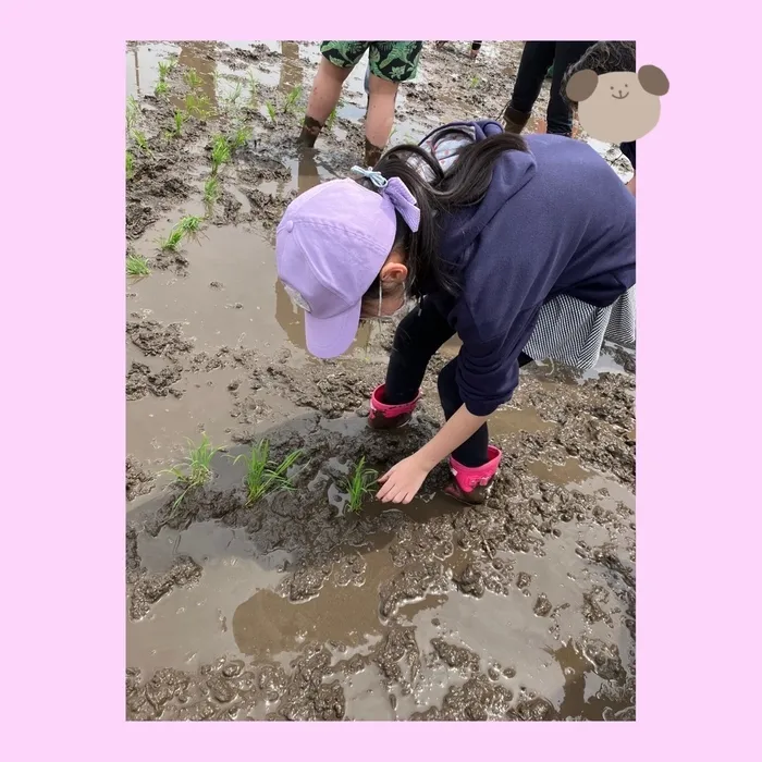 ぴっぴ新田/泥って気持ちいい！　田植え体験その①