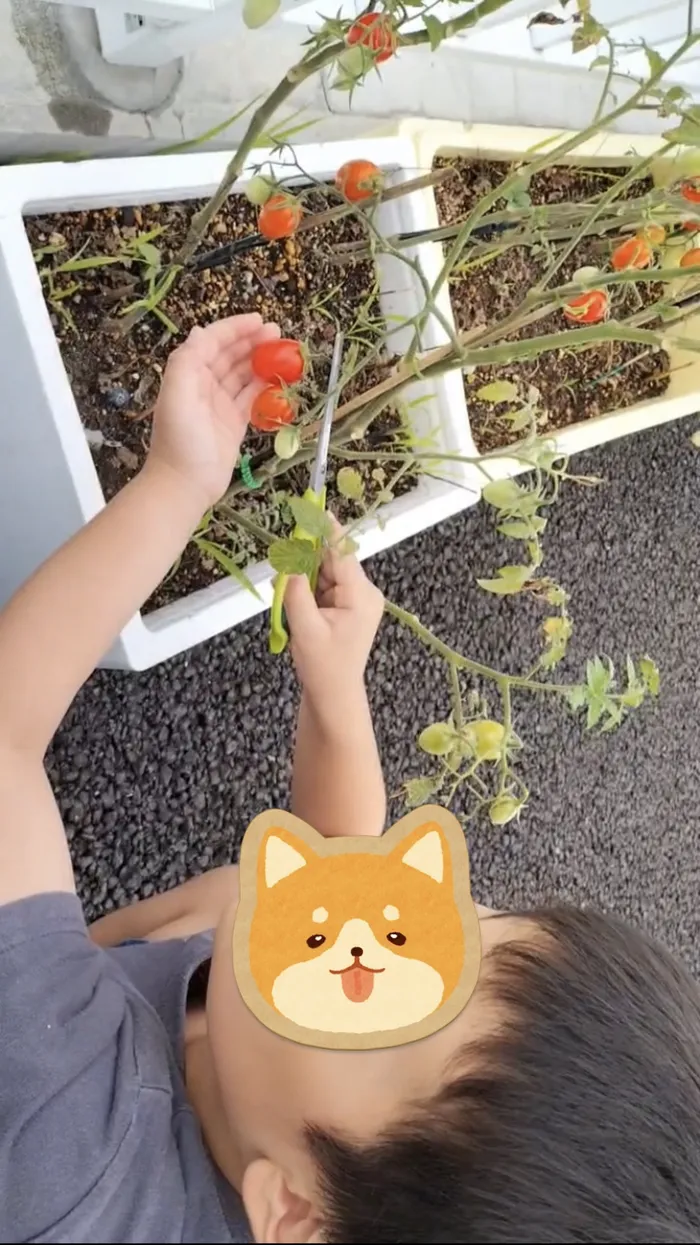 ぴっぴ新田/🍅ぴっぴ菜園🍅は収穫最盛期！