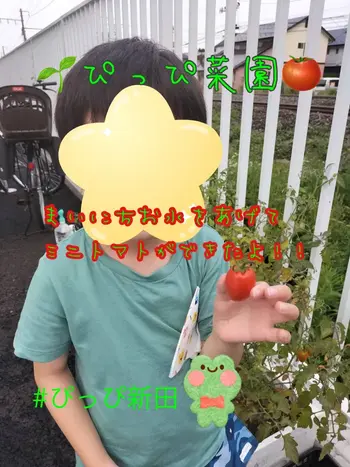 ぴっぴ新田/🍅ぴっぴ菜園🍅初収穫！