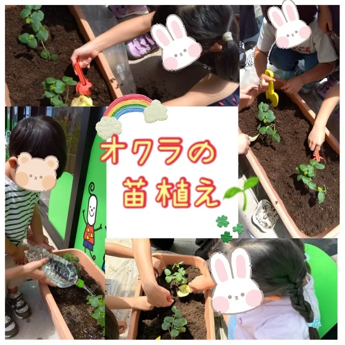 ブロッサムジュニア　津田沼教室/オクラの苗植えを植えたよ～🪴☀️✨