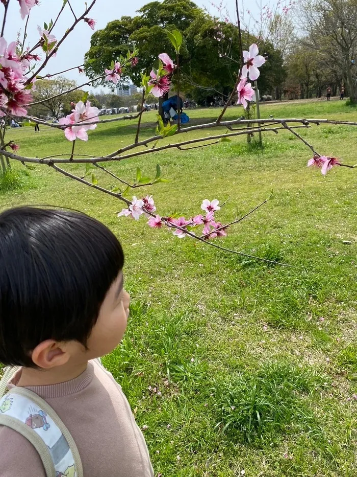 ライズ児童デイサービスひらのの家/鶴見緑地でお花見🌸