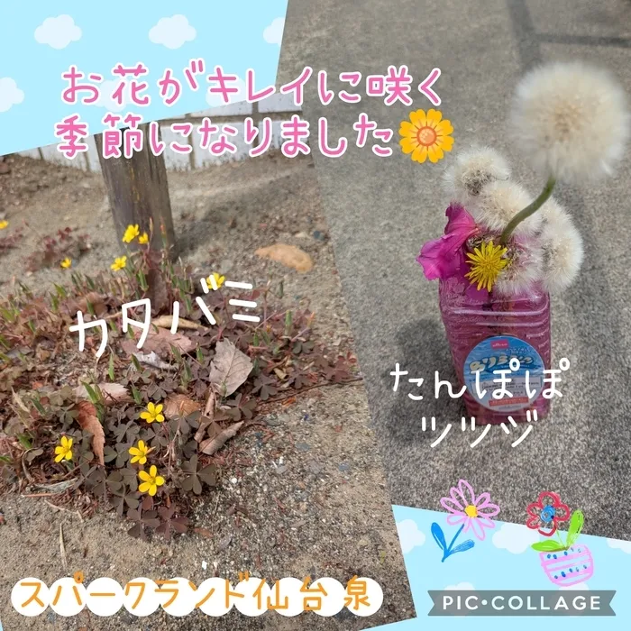 スパークランド仙台泉/黄色の小さなお花が咲いていました🌼
