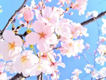 ユリシス・キッズTakabata/近所の桜が見頃！散歩ついでにお花見をしてきました♪