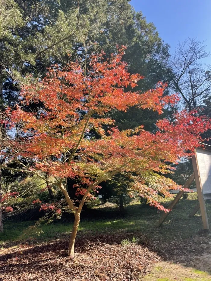 放課後等デイサービスはぴふる/秋の紅葉狩り🍁