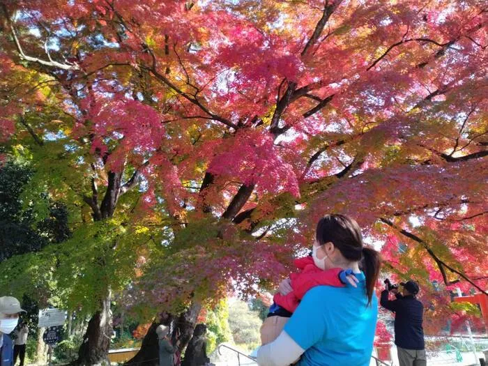 虹色のたね/紅葉を見に来ました☆