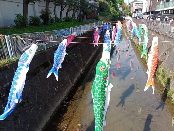 ウィズ・ユー川崎生田/鯉のぼり🎏