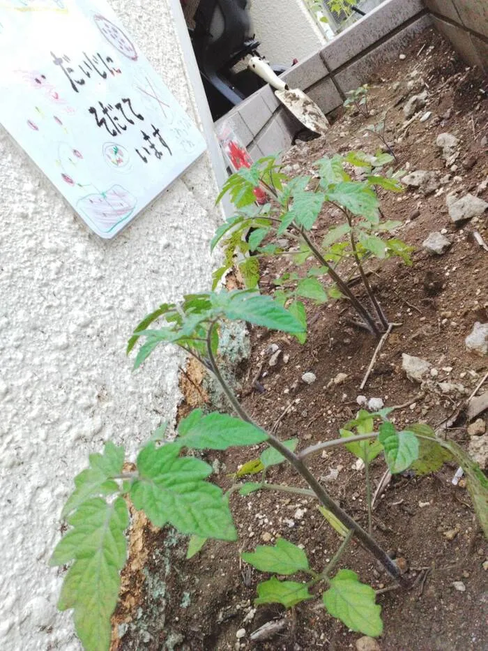 児童発達支援・放課後等デイサービスとことこ　戸塚第2教室/🍅とまと栽培中
