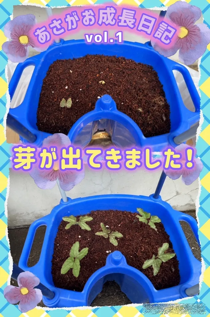 リッツ  ジュニア 和★常勤言語聴覚士★《ABA》《感覚統合》★1対1の個別療育・保育所等訪問支援/あさがお成長日記🌟芽が出て双葉になりました🌱