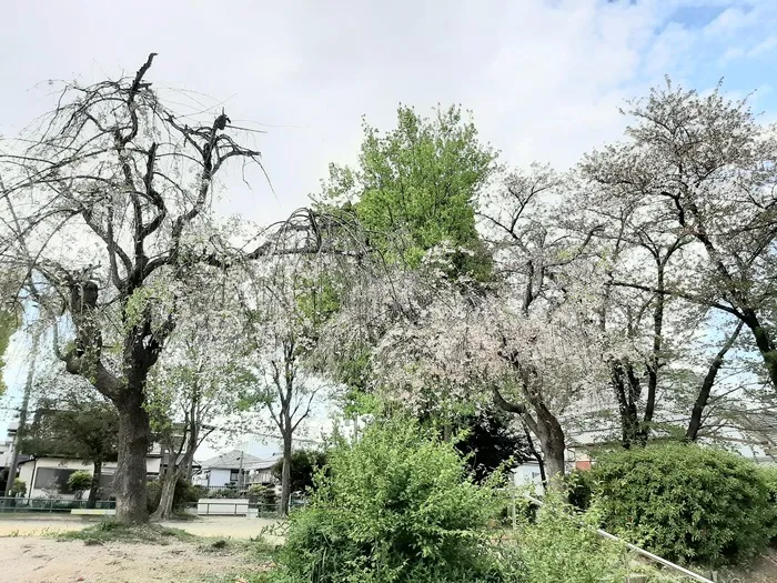 めいとう児童デイサービスタンポポ/最後のお花見