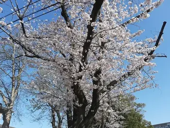 めいとう児童デイサービスタンポポ/🌸桜咲く🌸