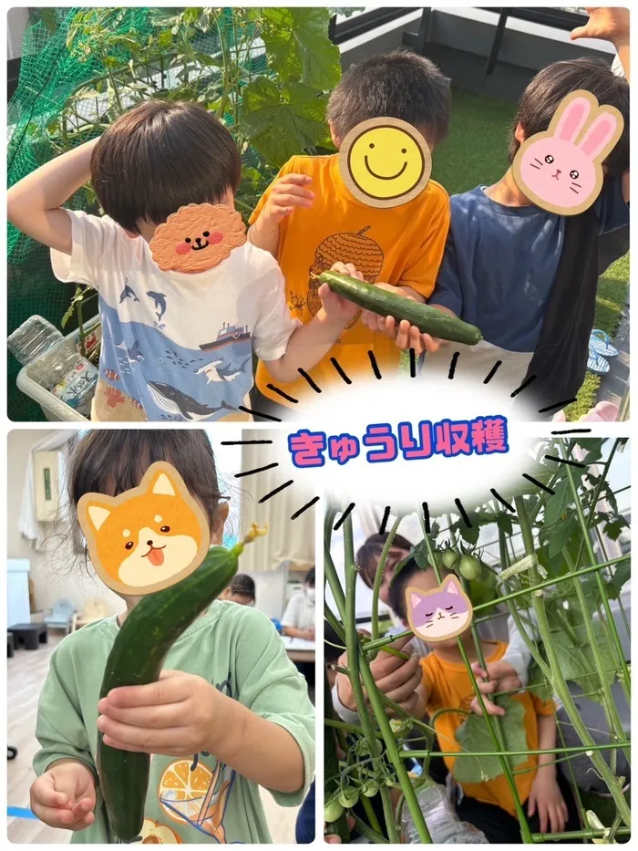 LEGON Kids S/きゅうりの収穫🥒
