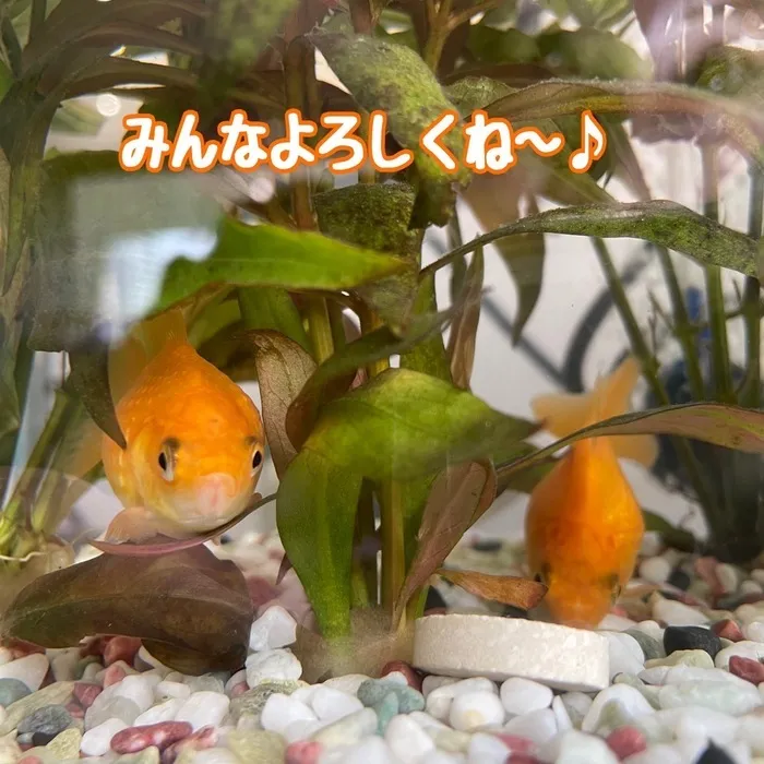 LEGON Kids ＋/プラスに新しいお友達が増えました🐠