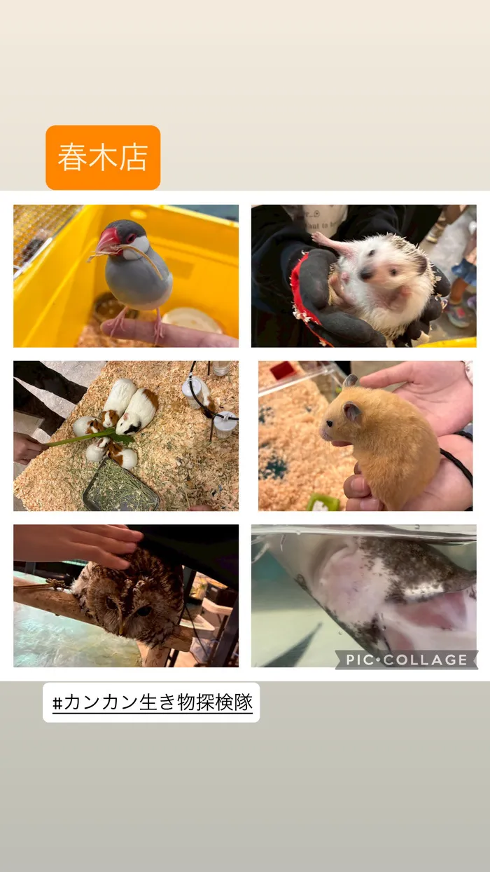 児童発達支援／放課後等デイ　清流の家　春木/生き物探検隊🐛🐝🐜🐞🐌
