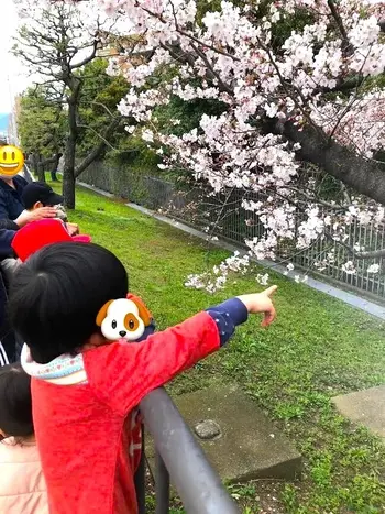 児童発達支援・放課後等デイサービス　 CoCoLo　　　(完全送迎可！！)/桜並木を歩いてきました！