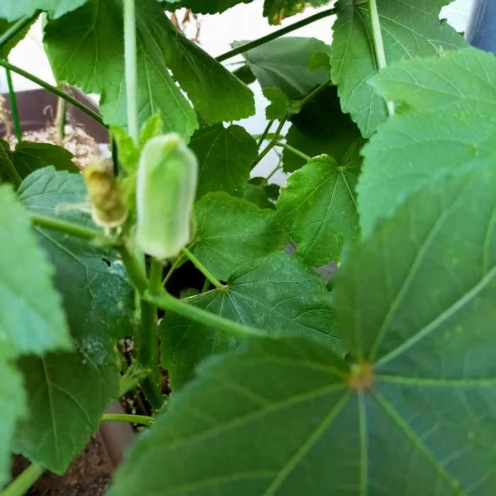 こどものひだまり成育/ひだまり農園🥒オクラ