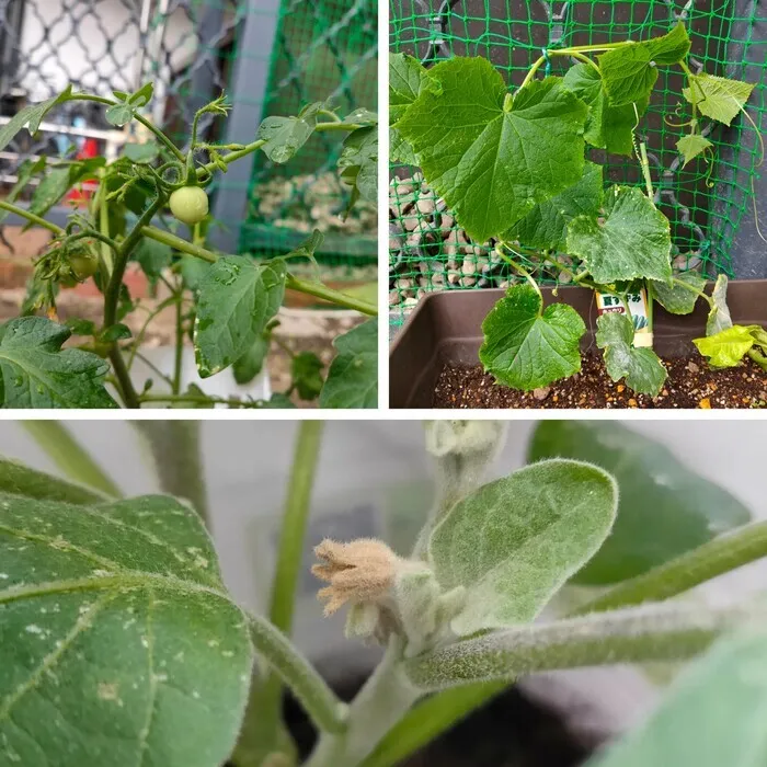 こどものひだまり成育/ひだまり農園🍅