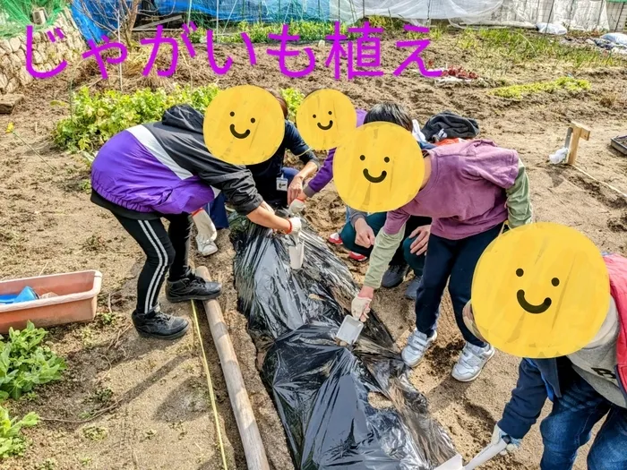 こぱんはうすさくら広島府中教室/ジャガイモ植え☆彡