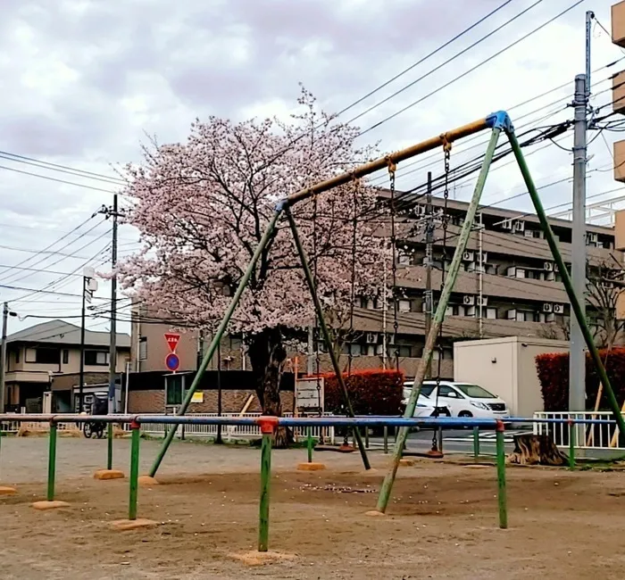 児童発達支援・放課後等デイサービスFURAN南柏/🌸公園の桜🌸