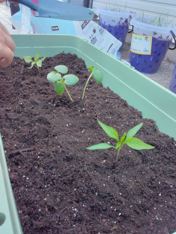 ヒトツナ金沢黒田教室/🌱緑が増えてく～🌱