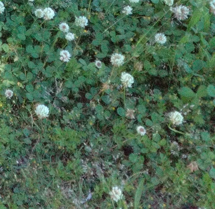 ヒトツナ金沢黒田教室/🌿5月の自然探し🍀