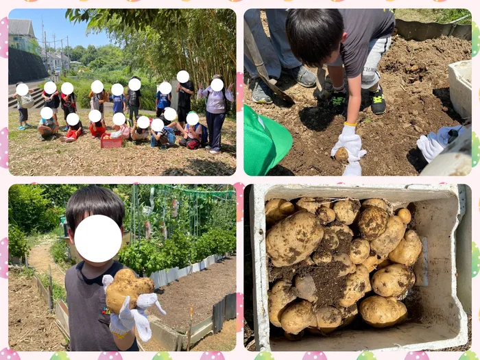 cocoro/じゃがいも掘り🥔🪏