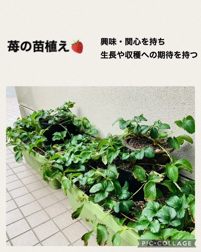 放課後等デイサービス　ラビットキッズ岐阜/苺の苗植え