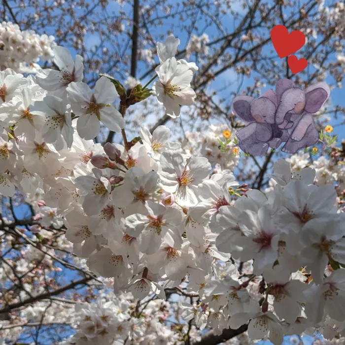 てらぴぁぽけっと　祐天寺教室/桜咲く季節🌸🌸