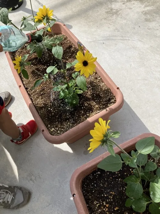 Himawari⁺Academy西宮校/🌻ひまわり植えました🌻