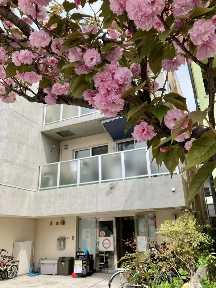 Himawari⁺Academy西宮校/八重桜が咲いています🌸
