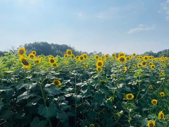 放課後等デイサービスぽかぽか吉田町/ひまわり畑🌻