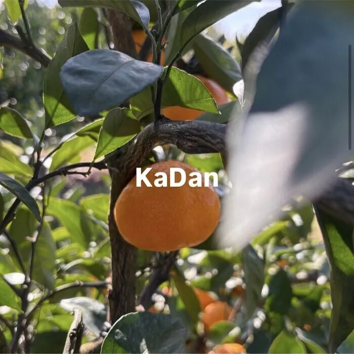 KaDan/イベントの様子