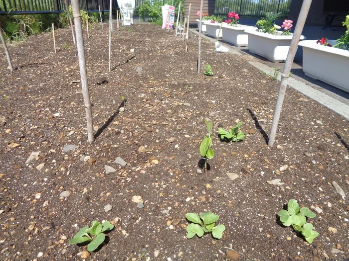 児童発達支援・放課後等デイサービス　ばんなぐろ/🌱すくすく元気に育ってね🍅