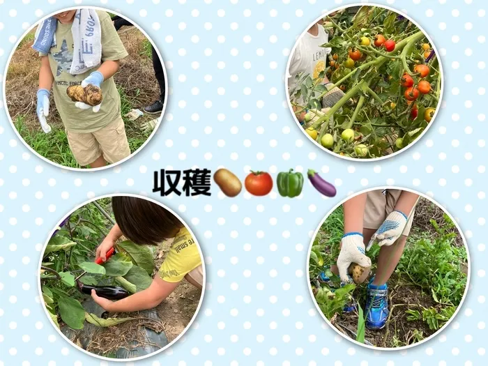 【古河市の運動療育・学習支援/送迎あり】ねくすとすてっぷonanuma/野菜収穫🥔