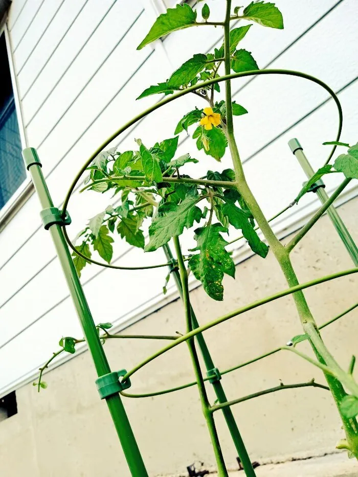 ふくろう広場IWAMOTO 行方 浜教室/ミニトマトを植えました🍅