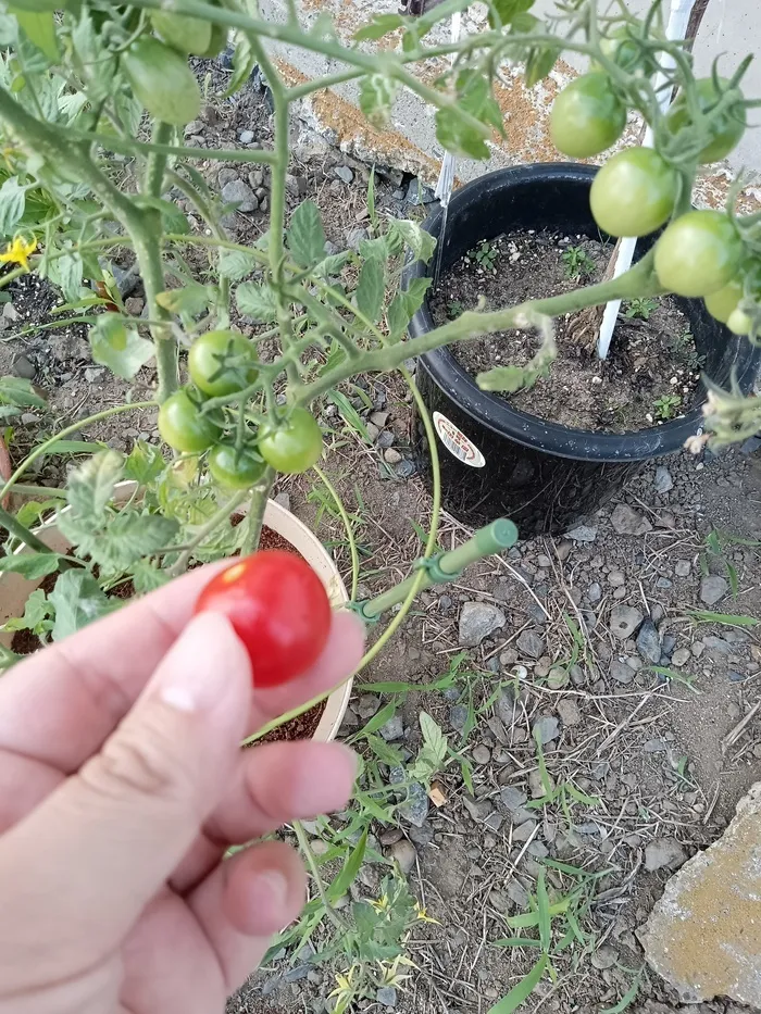 ふくろう広場IWAMOTO 行方 浜教室/ミニトマトが旬です!!🍅✨