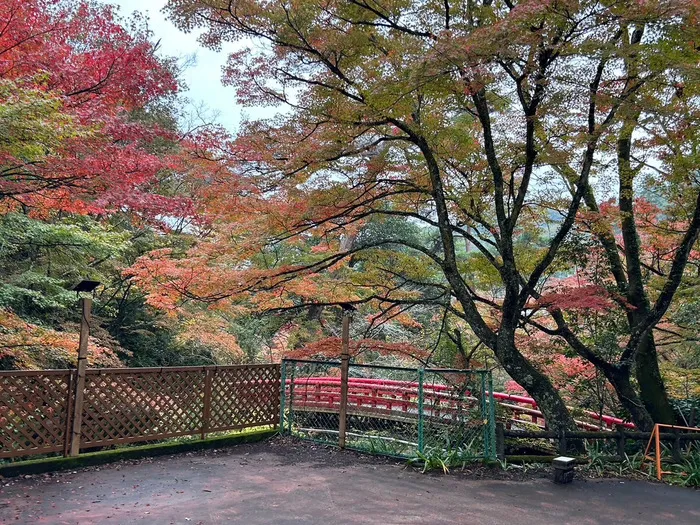 ポラリスみよし教室/自然散策🍁　11/16(土)