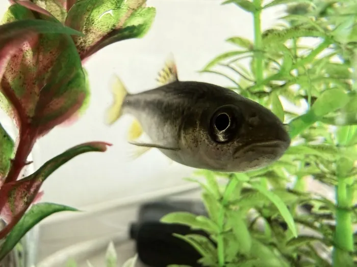 ドリームズ・21st平安通校/ひと夏の成長