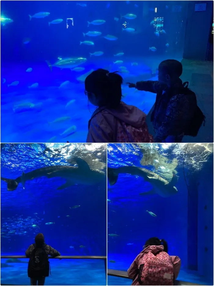 ブロッサムジュニア姶良教室/水族館に行ってきました🐬