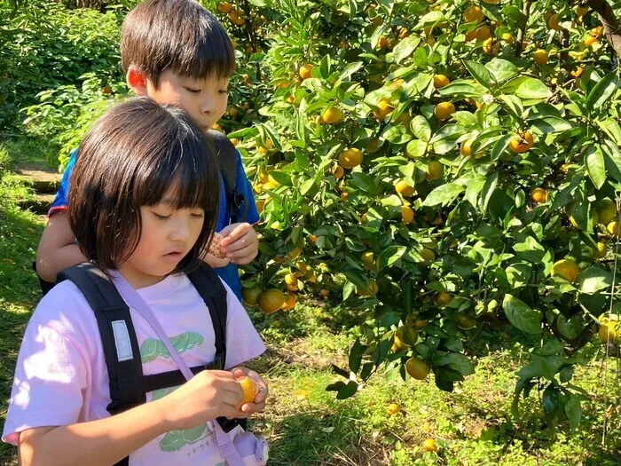 放課後等デイサービスぽかぽか岡宮/みかん狩りに行ってきました🍊