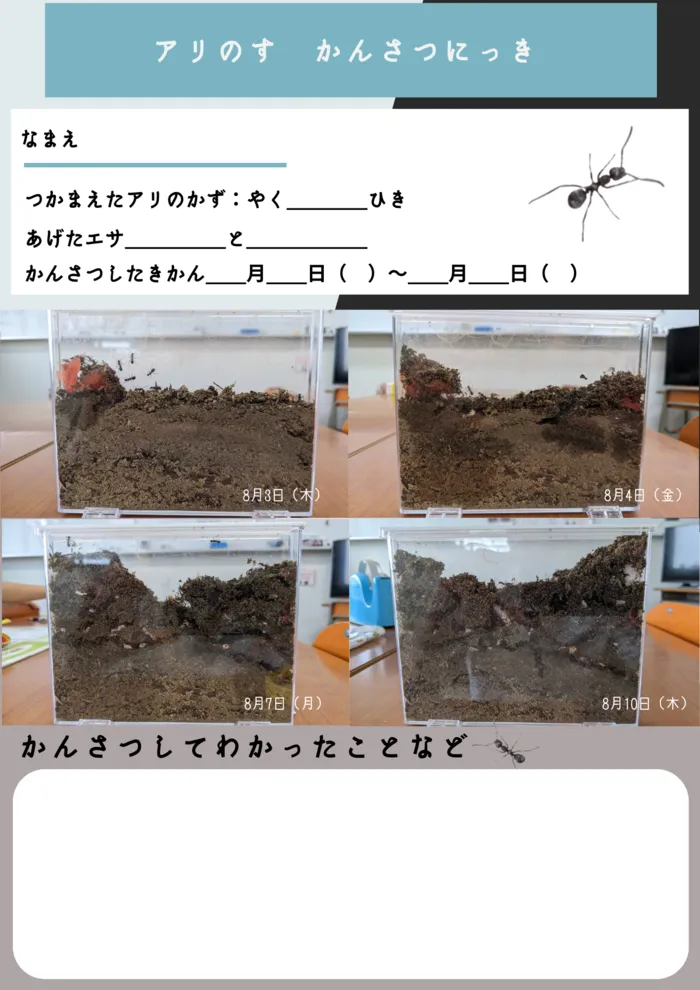 児童サポートセンターあるひ南光台/【自由研究】アリの巣観察をしました！
