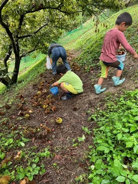 ふくしのなら/栗拾い